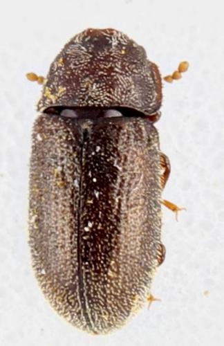 Réf. 342 699 : Cis villosulus